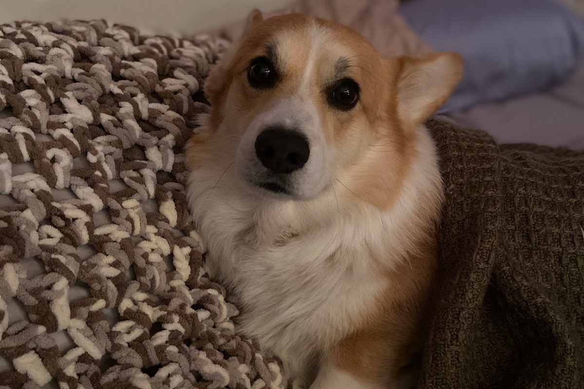 Chemo for our Corgi Gunther photo