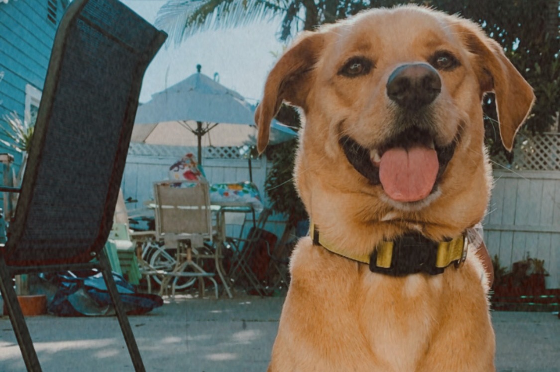 Sunny Needs A New Knee! photo