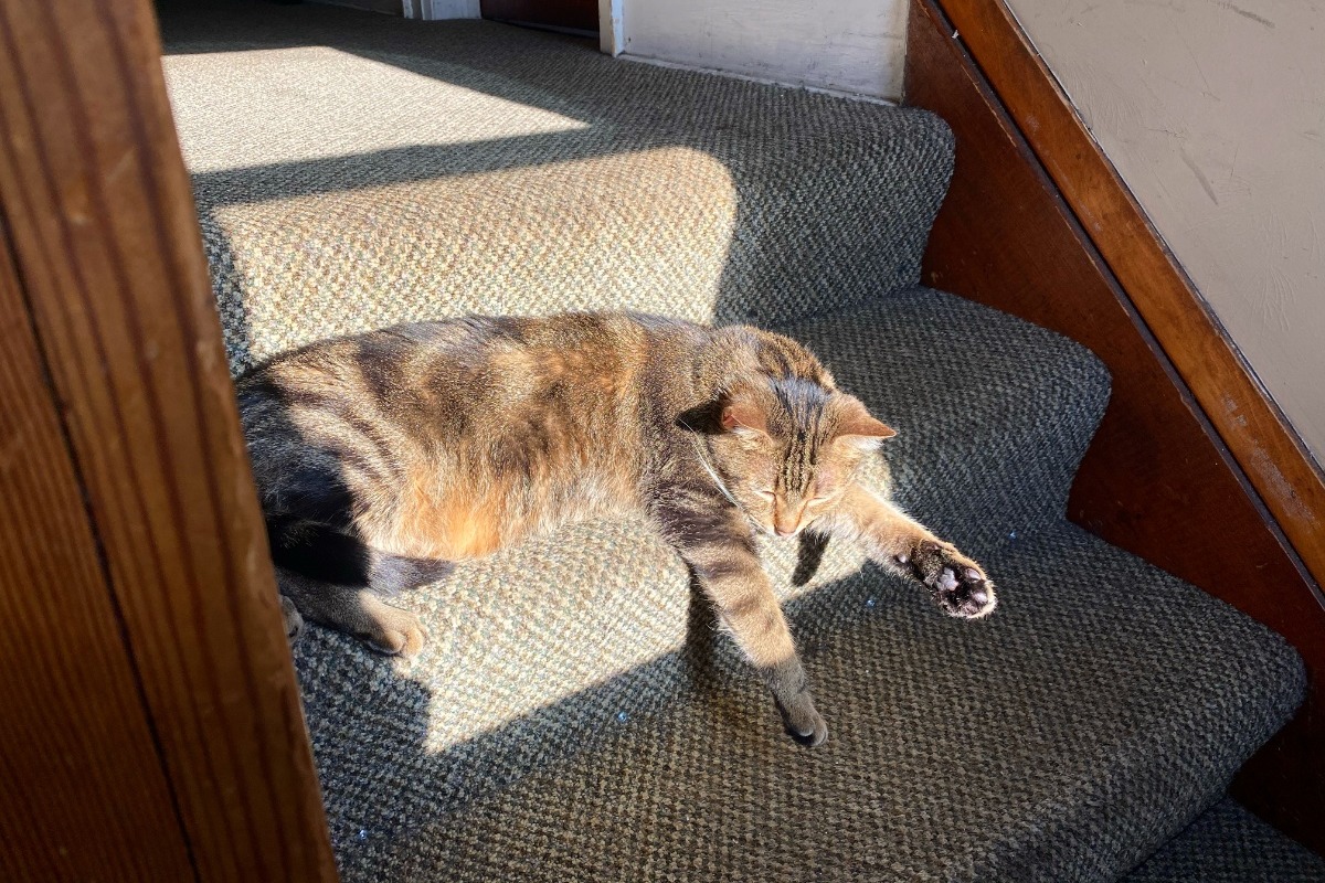 Fundraiser by Sophia Warkentin Help get rid of cat ear tumor