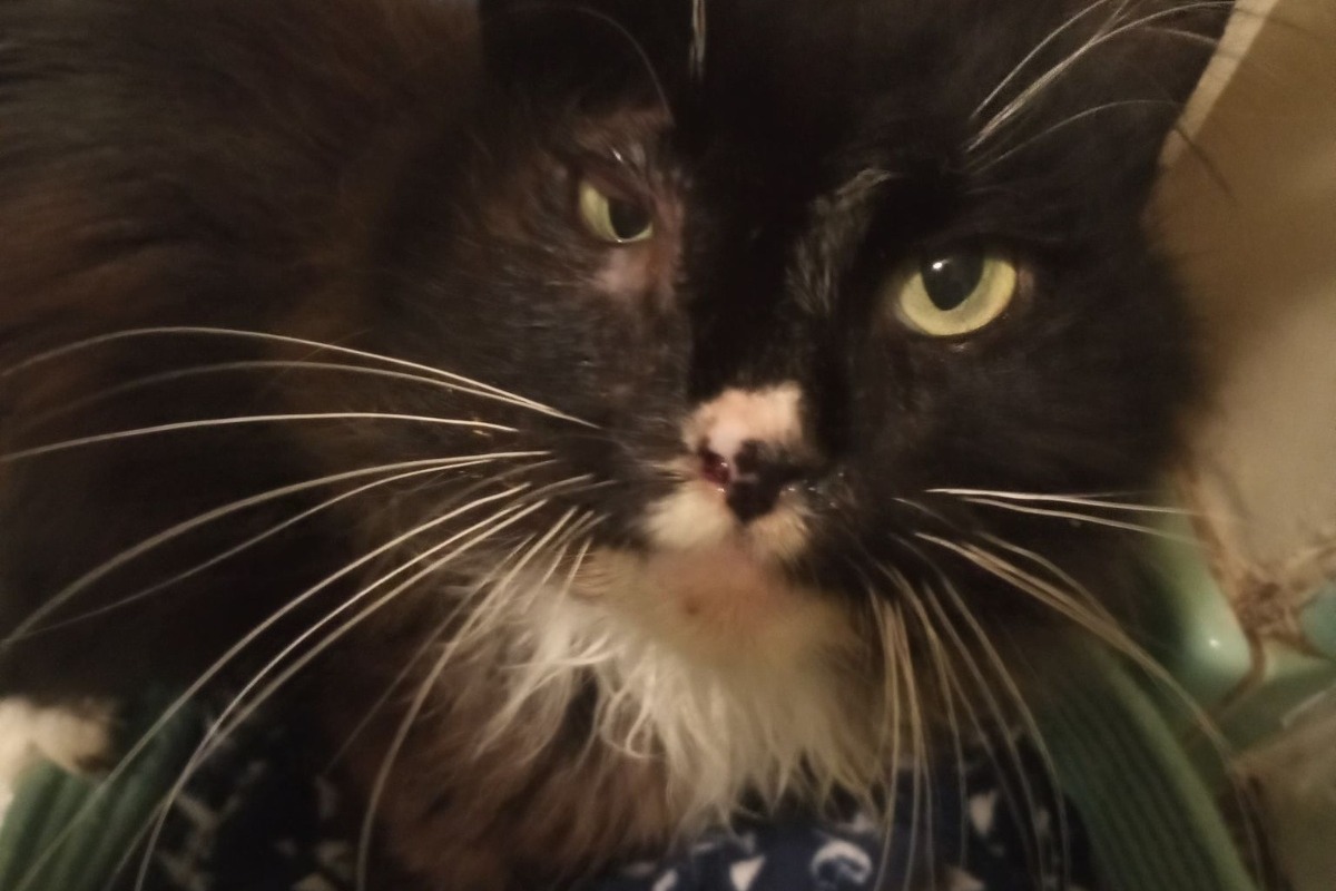 Fundraiser by Angela Keene Plz Help This Little Cat Can Hardly