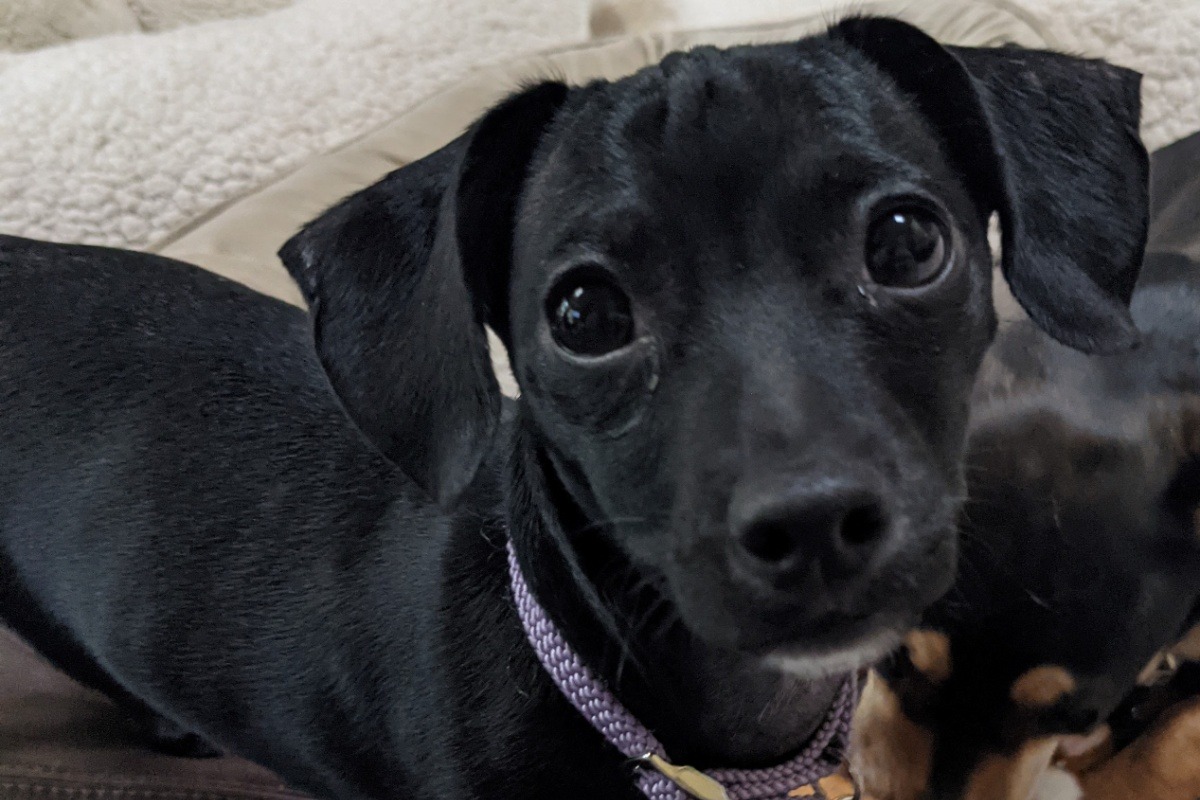 Fundraiser by Patricia Bosello : Puppy Piper NEEDS Surgery