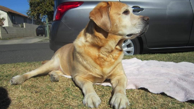 Help Arturo Gallegos with Buddy's vet bills photo