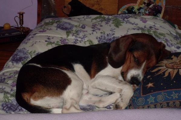 Flash's Spay and Neuter Fund photo