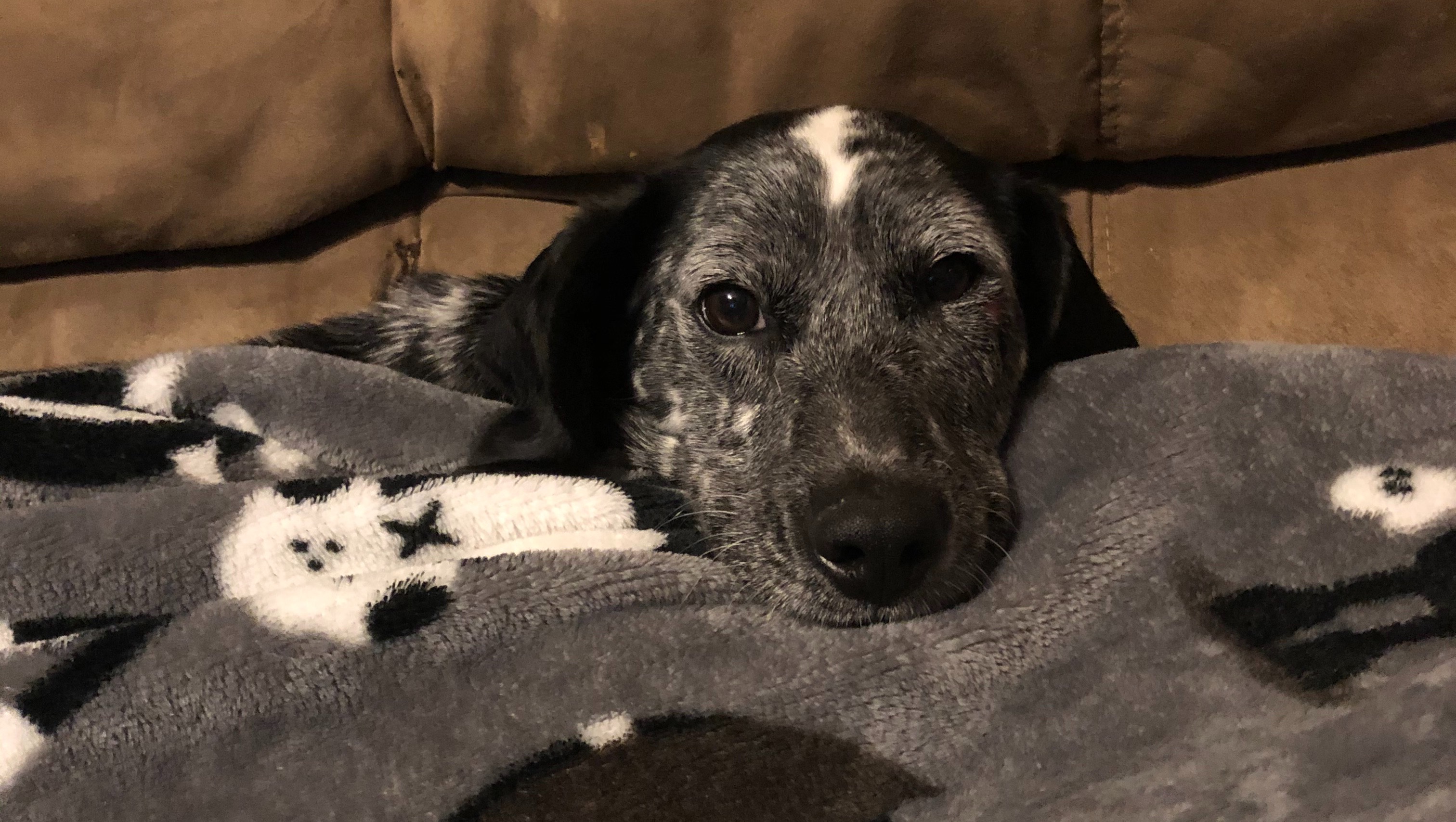 Fundraiser by Chelsea Hollifield Pepper’s Puppies