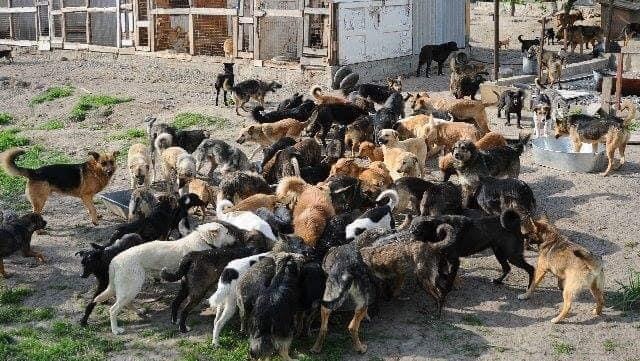 Help Marina save Ukrainian strays photo