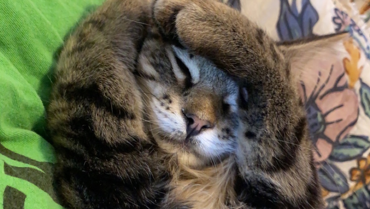 Finn’s Fight Against FIP photo