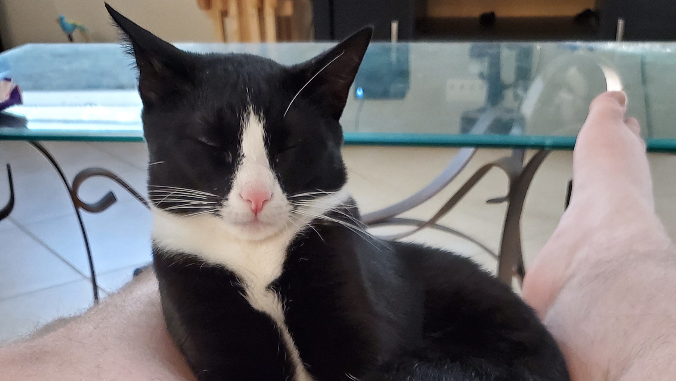 Charlie Needed Emergency Surgery photo