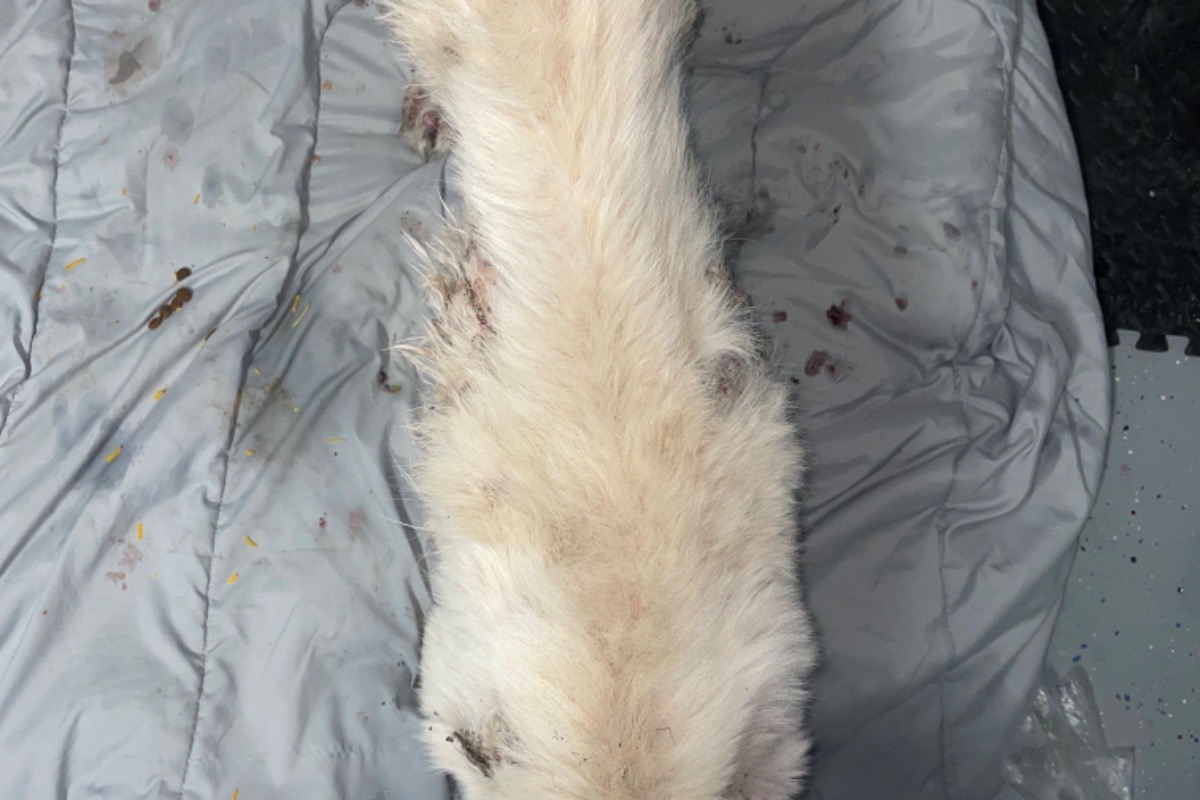 Fundraiser By Danielle Jones Help With My Medical Bills