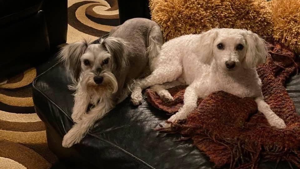 Bill and Mary Campbells ER vet expenses. photo