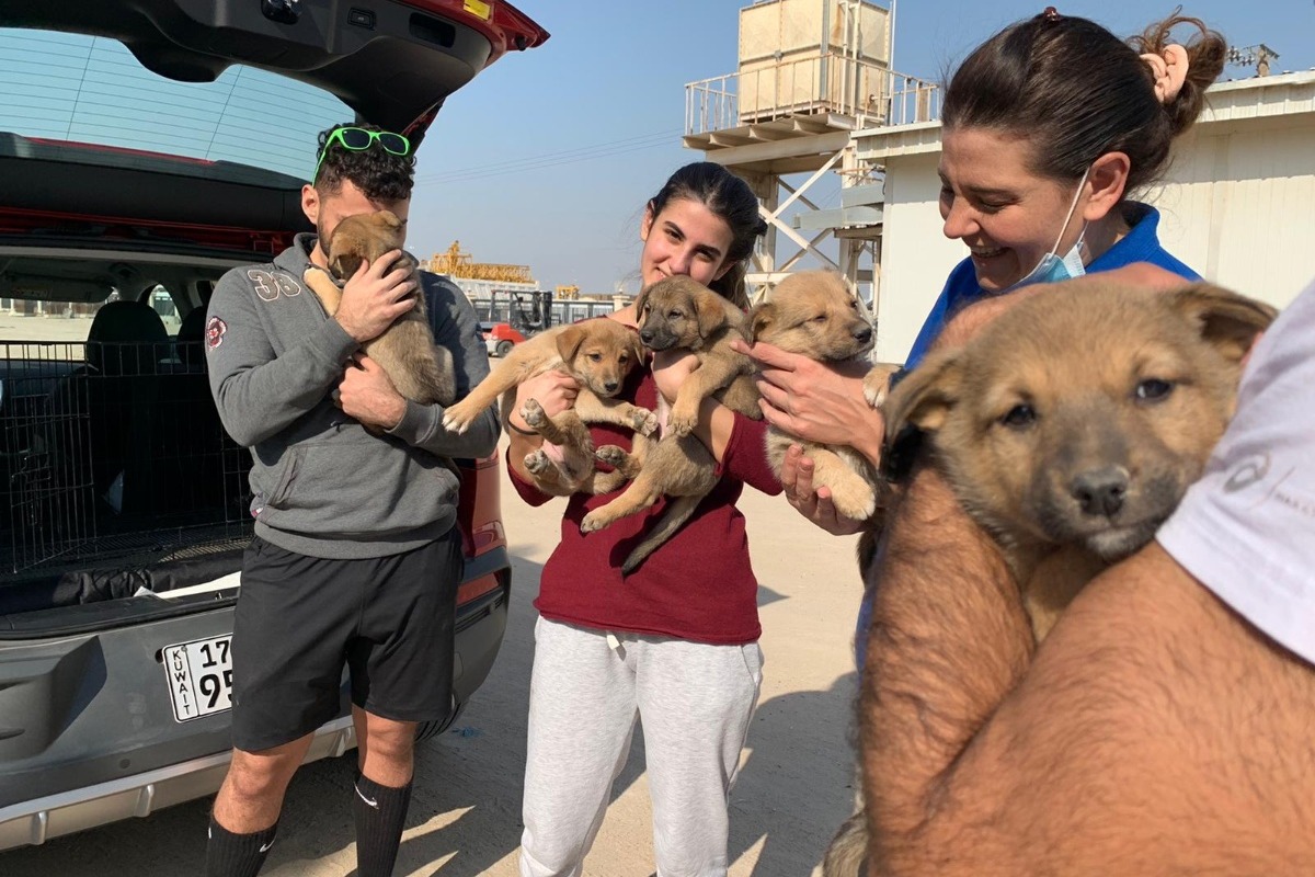 Fundraiser by Elika Mansouri Help Kuwaiti Rescued Pups Go to USA or