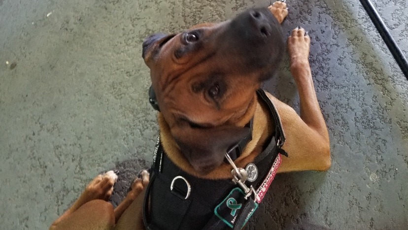 Saving Marshall - our Veteran's Service Dog photo