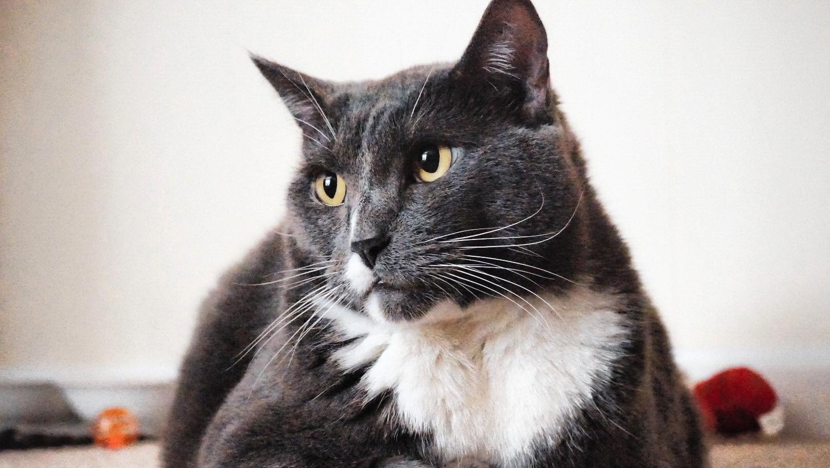 Help Jaws Get Emergency Treatment! photo