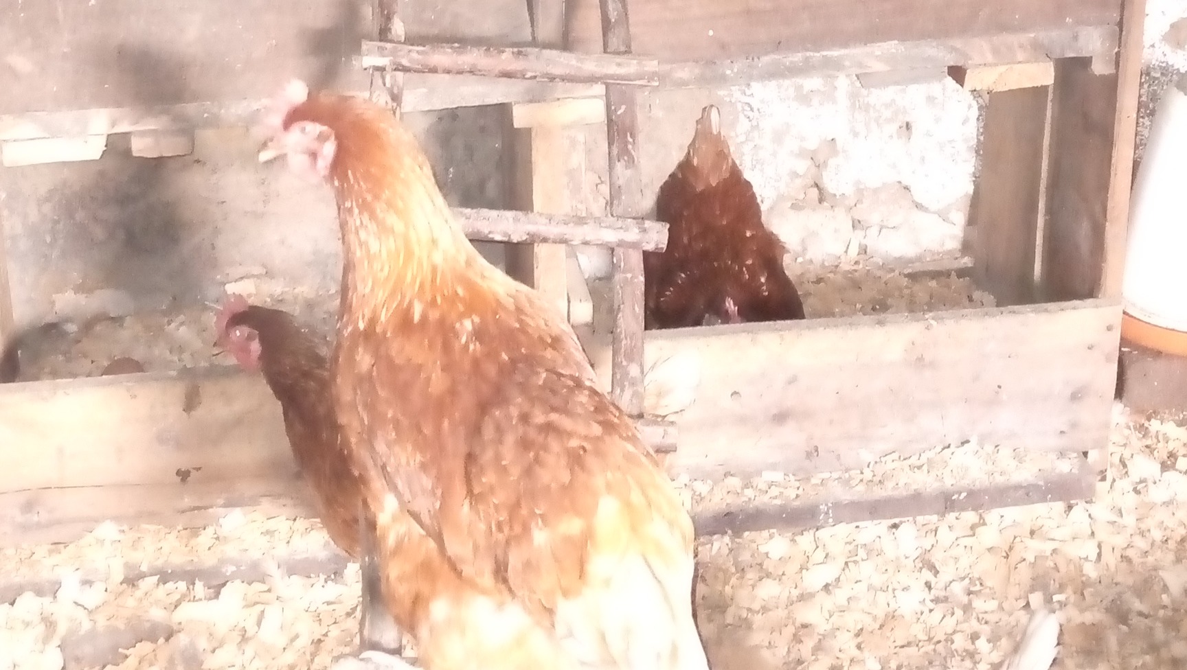 Fundraiser by Amanda Podmore : Christine's 500 Chicken Farm Project ...