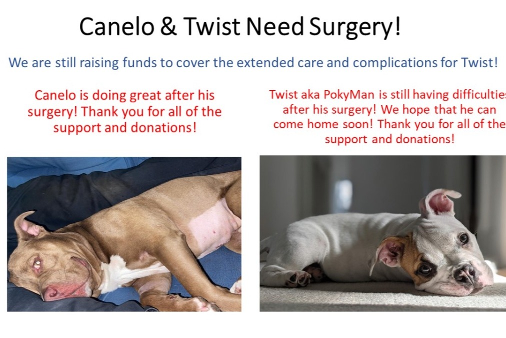 Canelo & Twist need surgery! photo