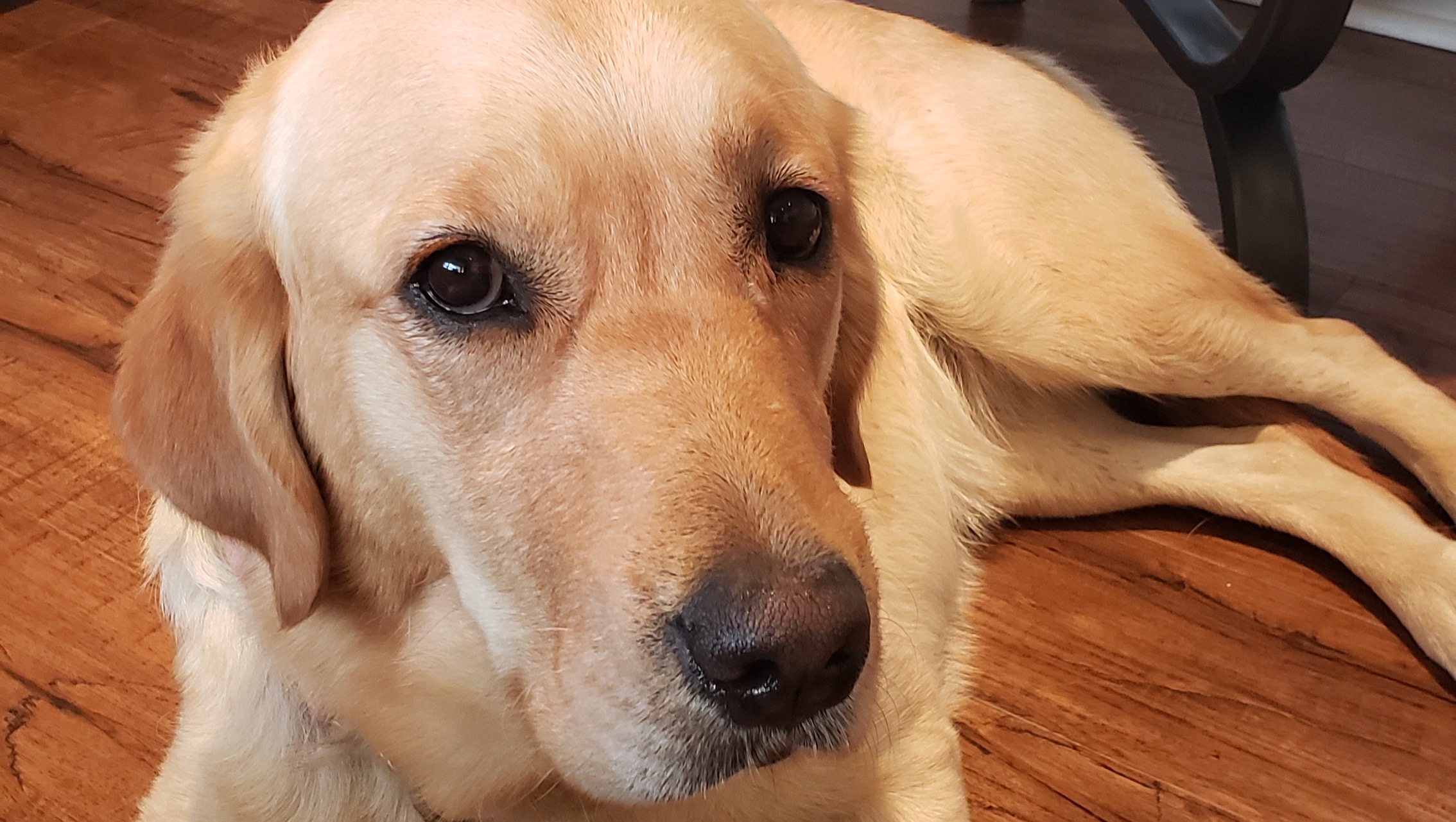 Medical Service Dog "Rayne" for Edward Dixon photo