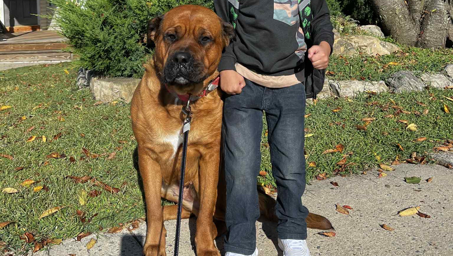 ShaLynn Schanenberger Help save our fur babies gofundme donation