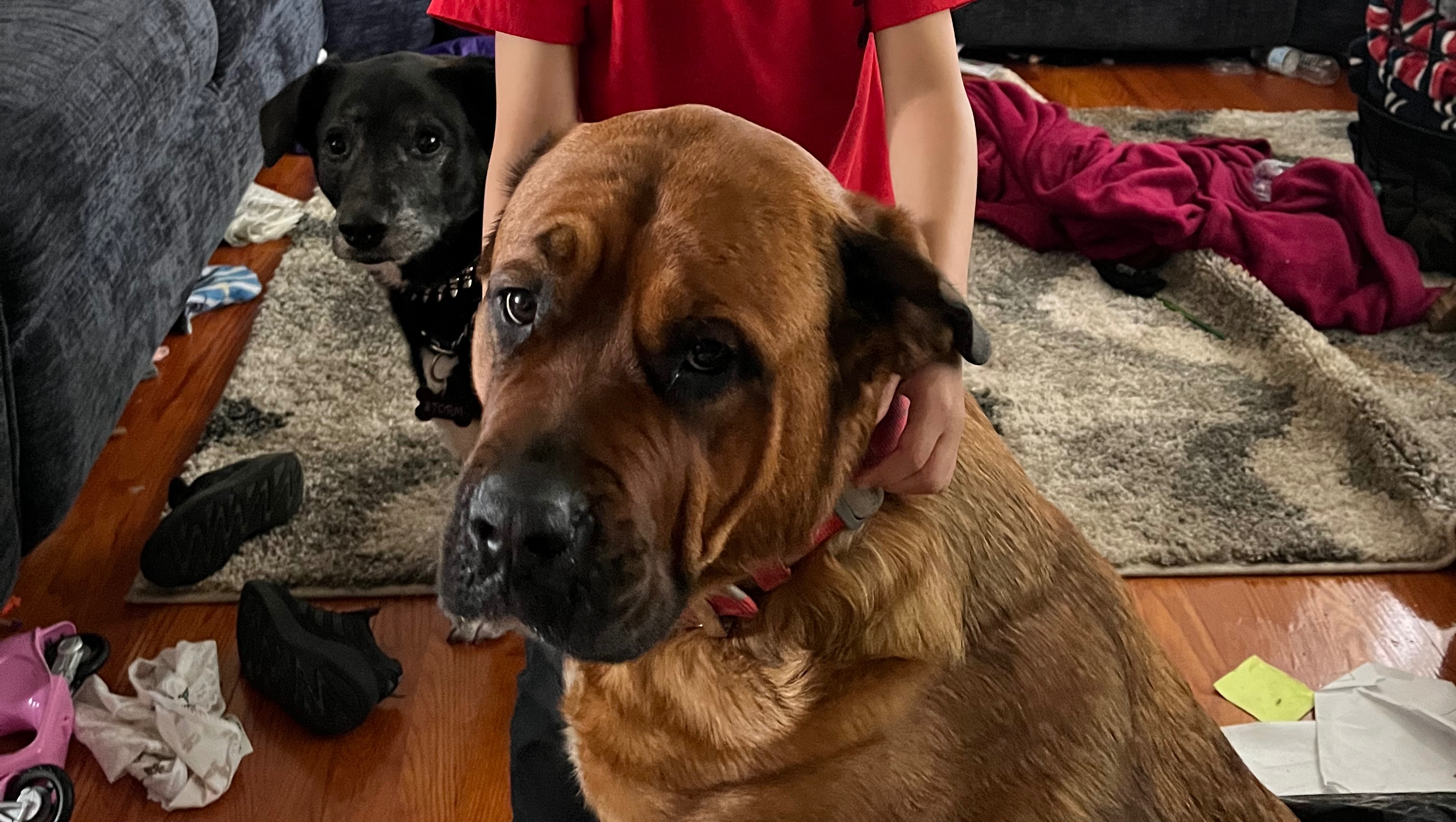 ShaLynn Schanenberger Help save our fur babies gofundme donation