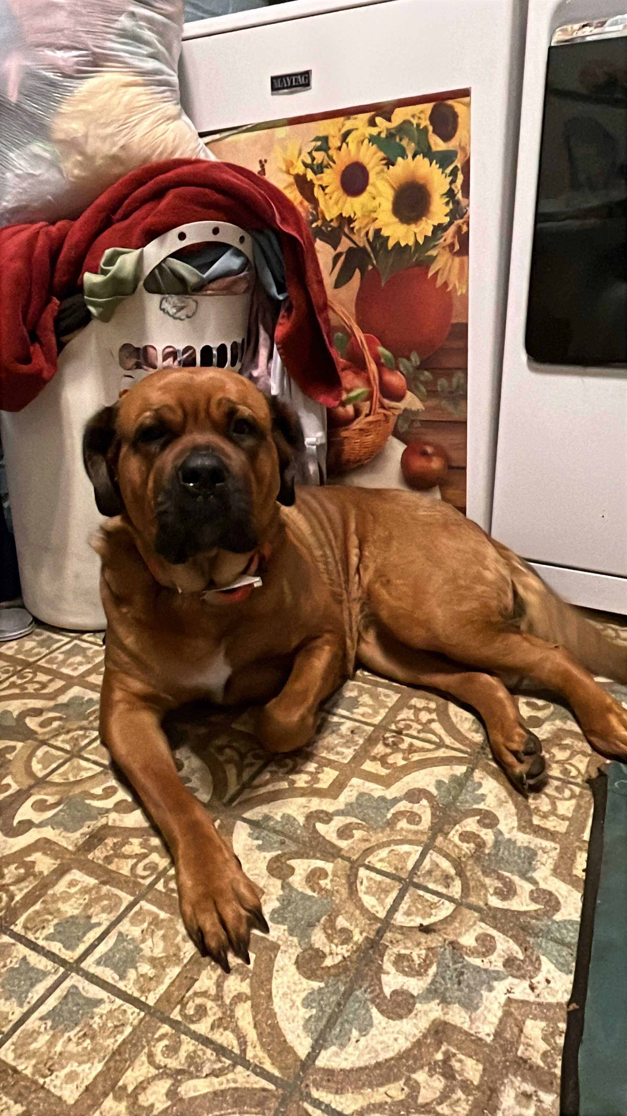 ShaLynn Schanenberger Help save our fur babies gofundme donation