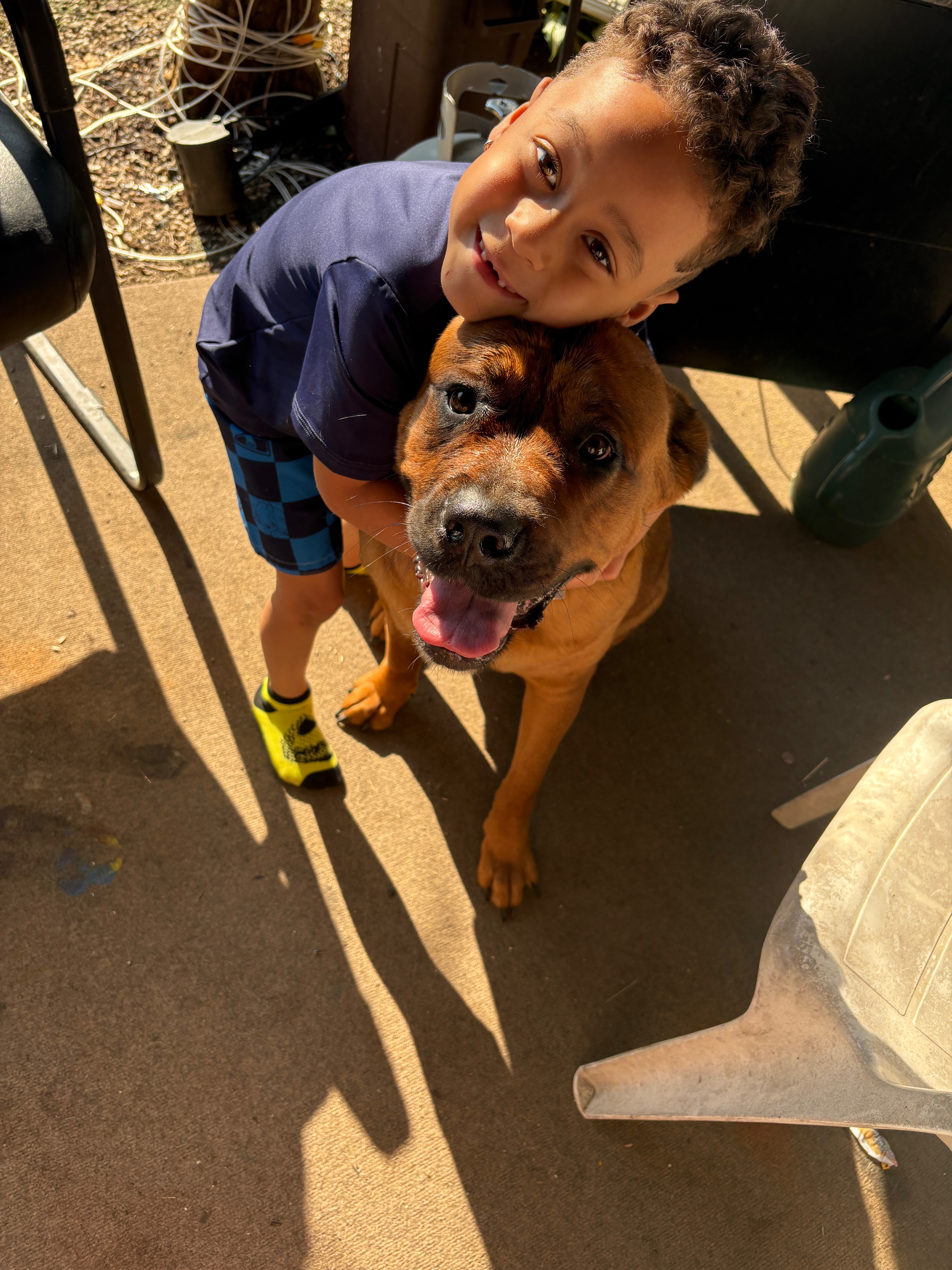 ShaLynn Schanenberger Help save our fur babies gofundme donation