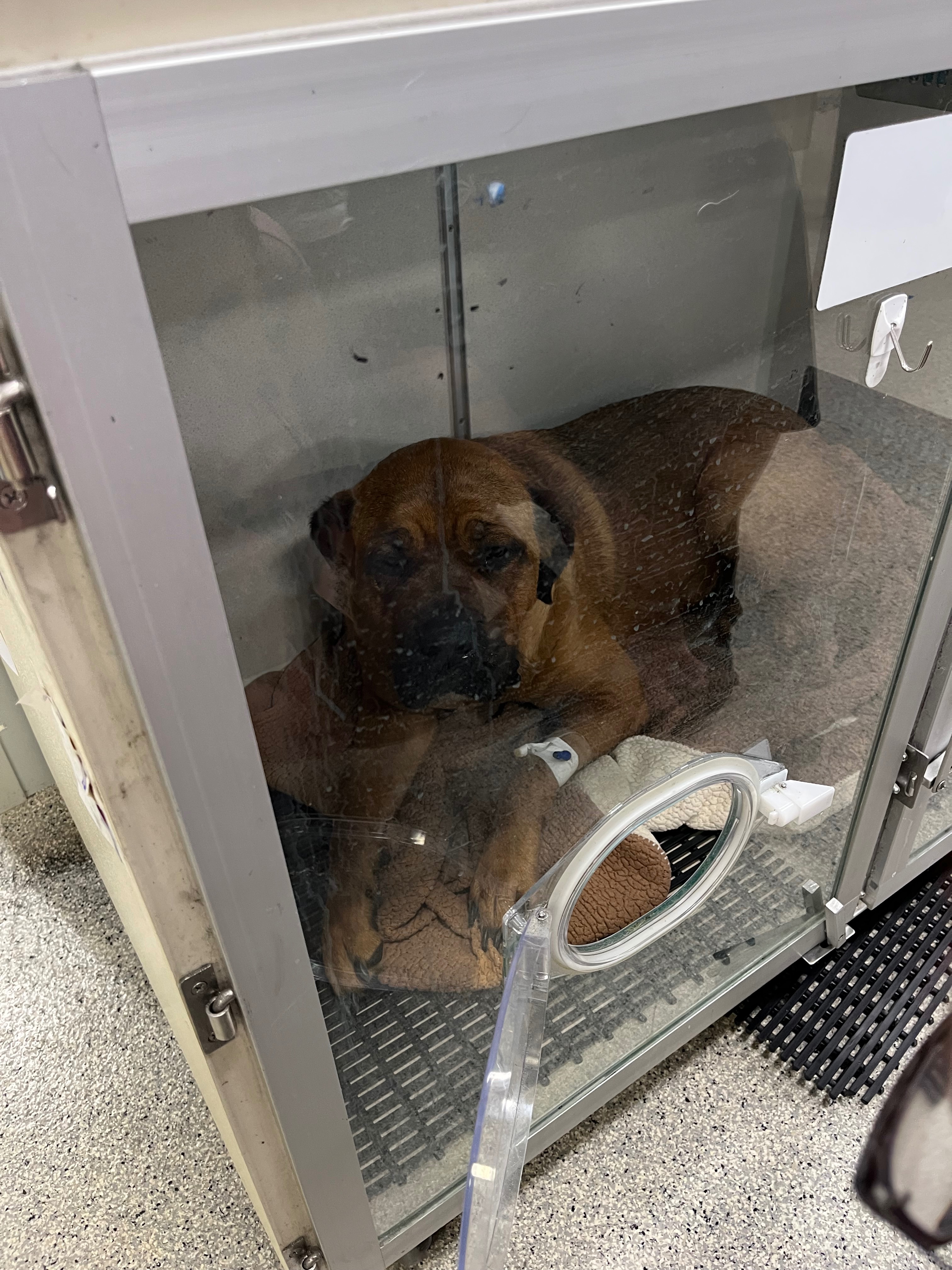 ShaLynn Schanenberger Help save our fur babies gofundme donation