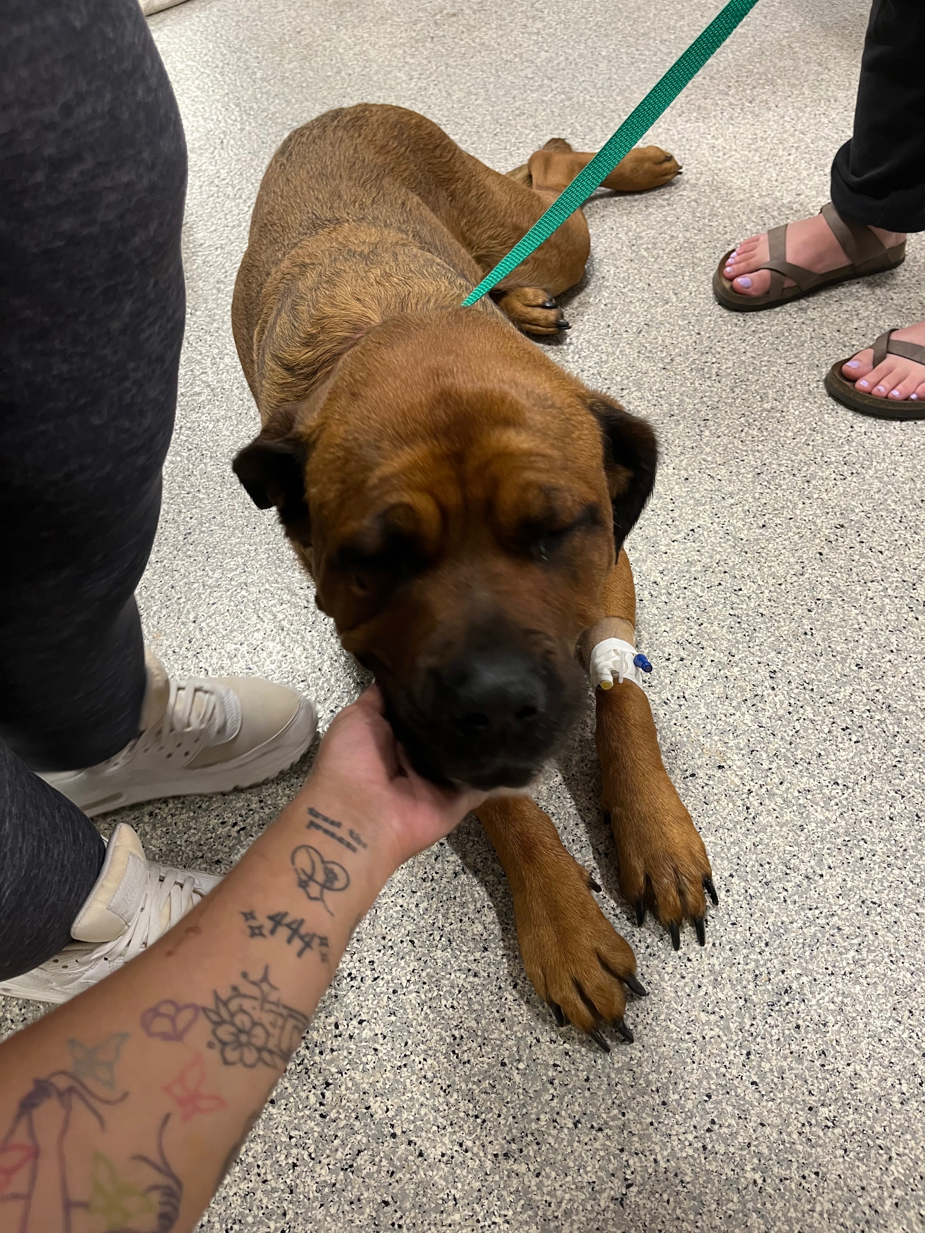 ShaLynn Schanenberger Help save our fur babies gofundme donation