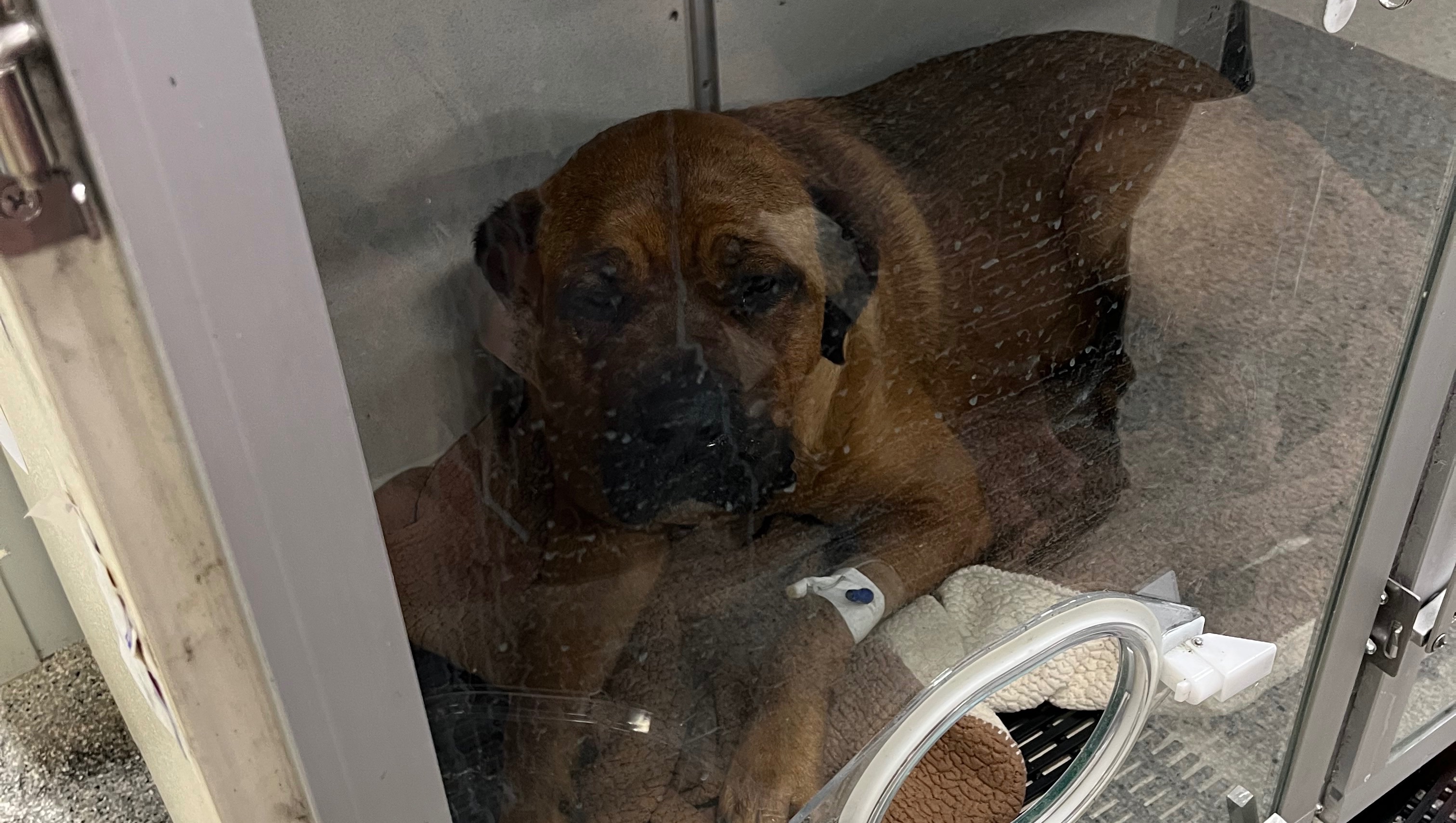 ShaLynn Schanenberger - Help save our fur babies