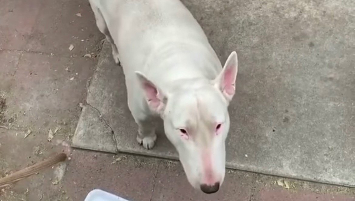 Help Keller the Bull Terrier photo