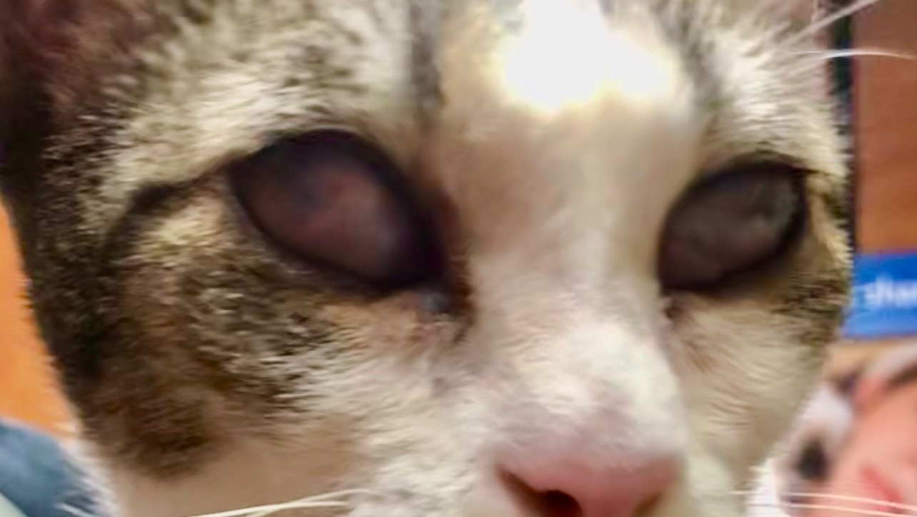 Fundraiser by Catmandoo Rescue Help Quinn See Again