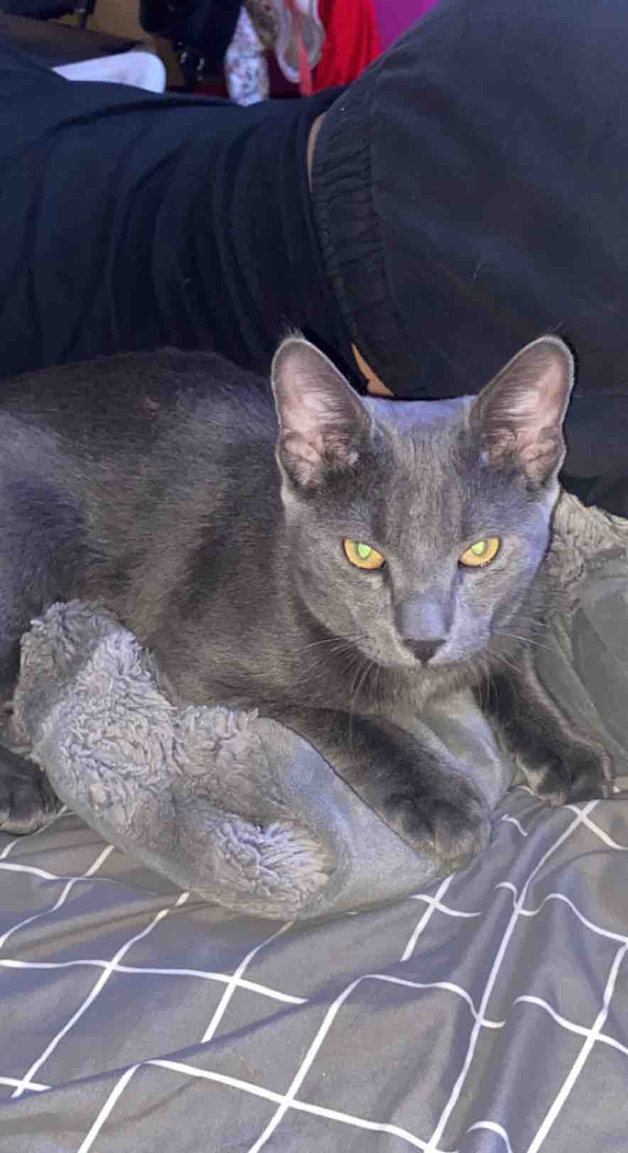 Fundraiser by Alicia Marie : Help me get this pure bred stray 