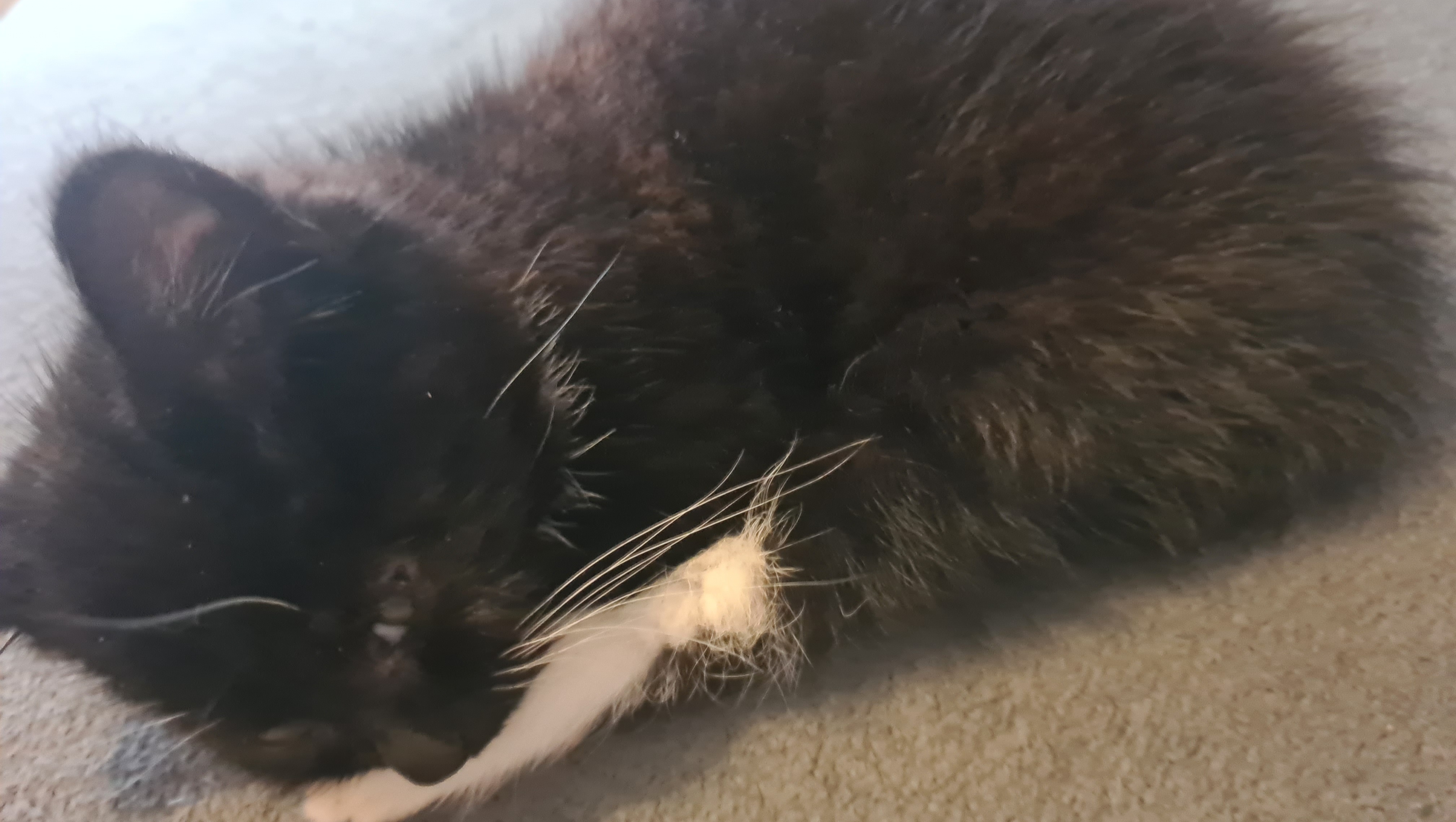 Fundraiser By Sharnie Victoria Poorly Kittens