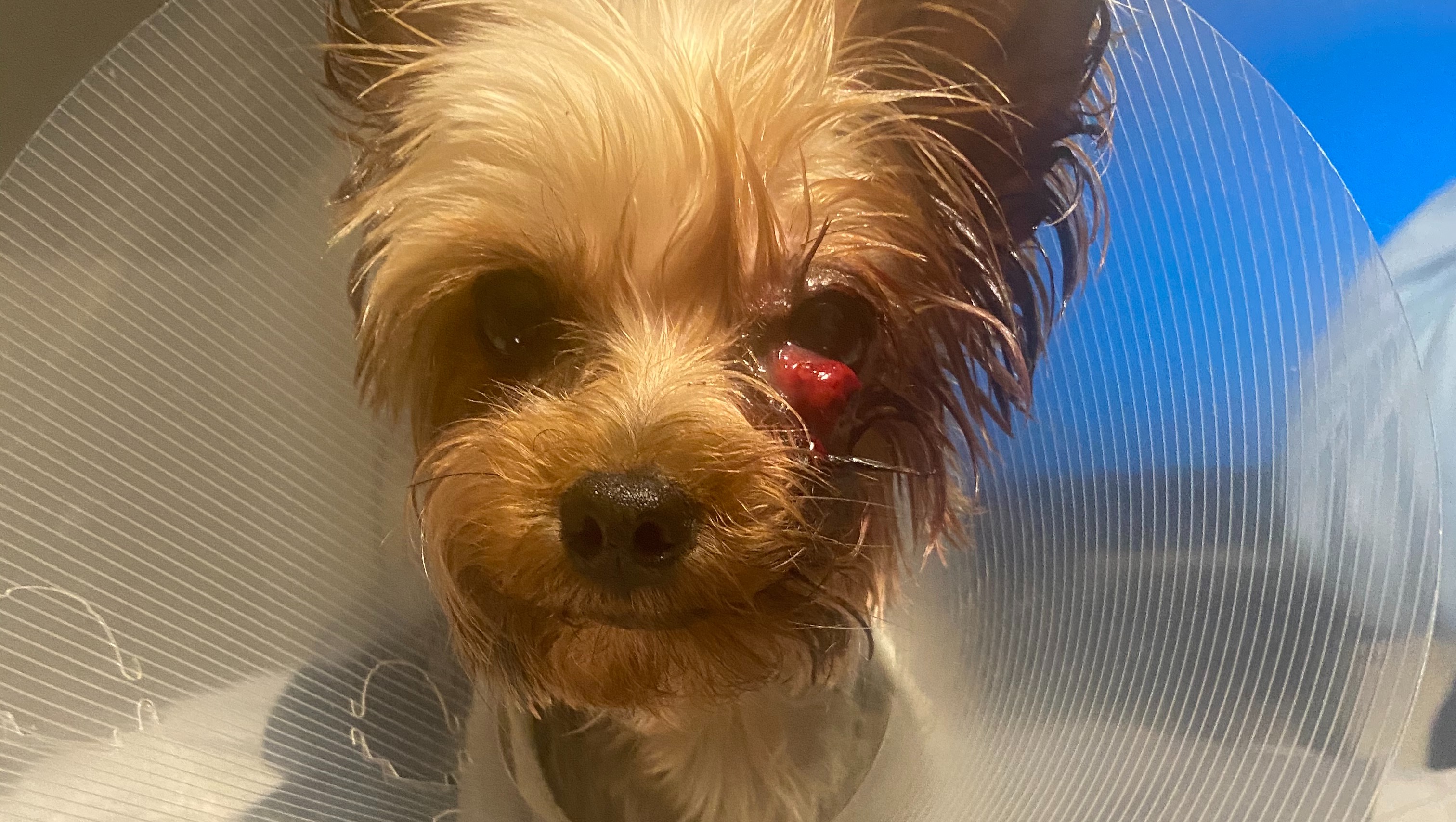 Fundraiser for Tiara Curry by Caya Harris Please Help Me Save My Dog Eye