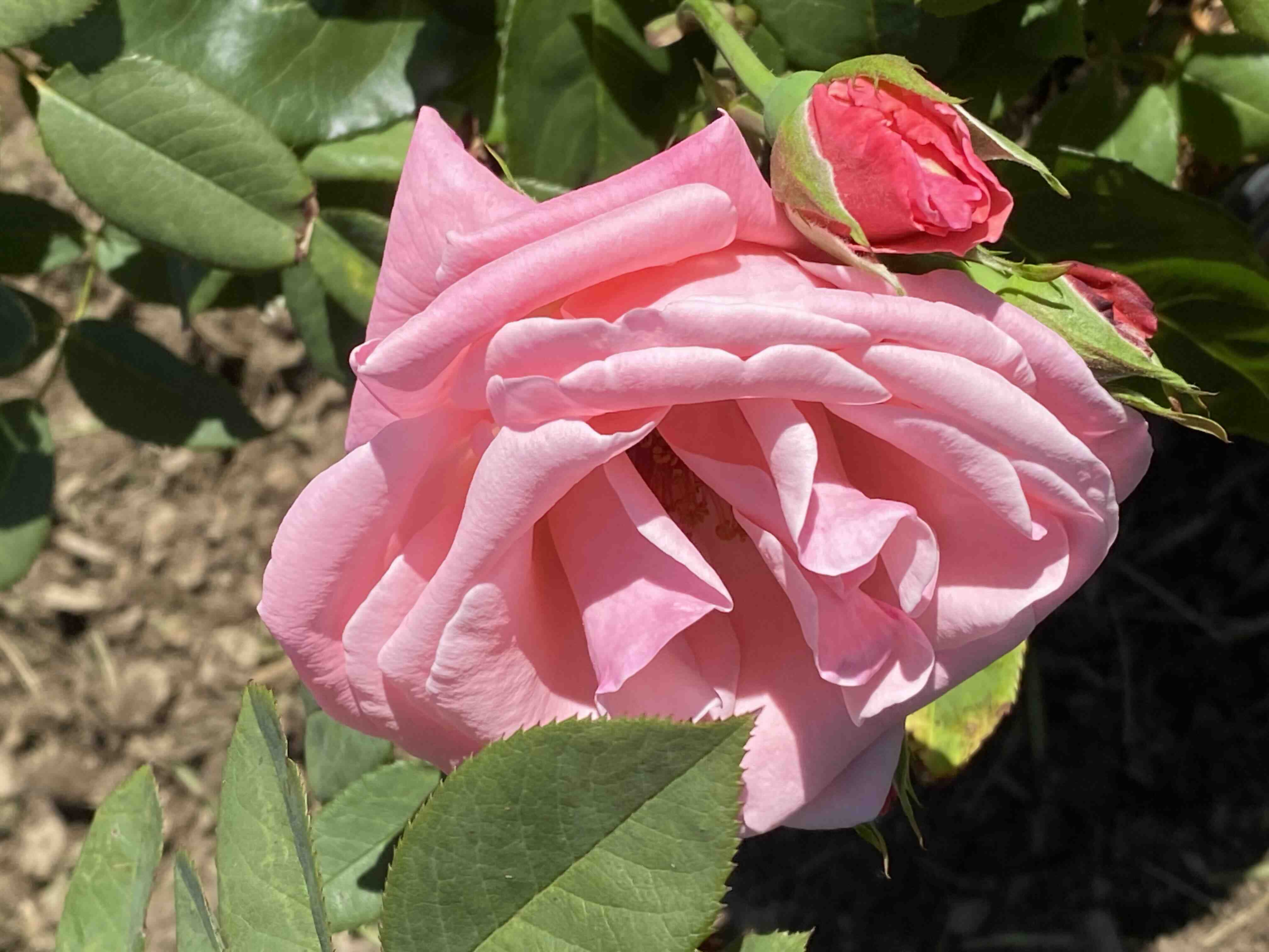 Fundraiser by Remember Me Rose Garden Remember Me Rose Garden