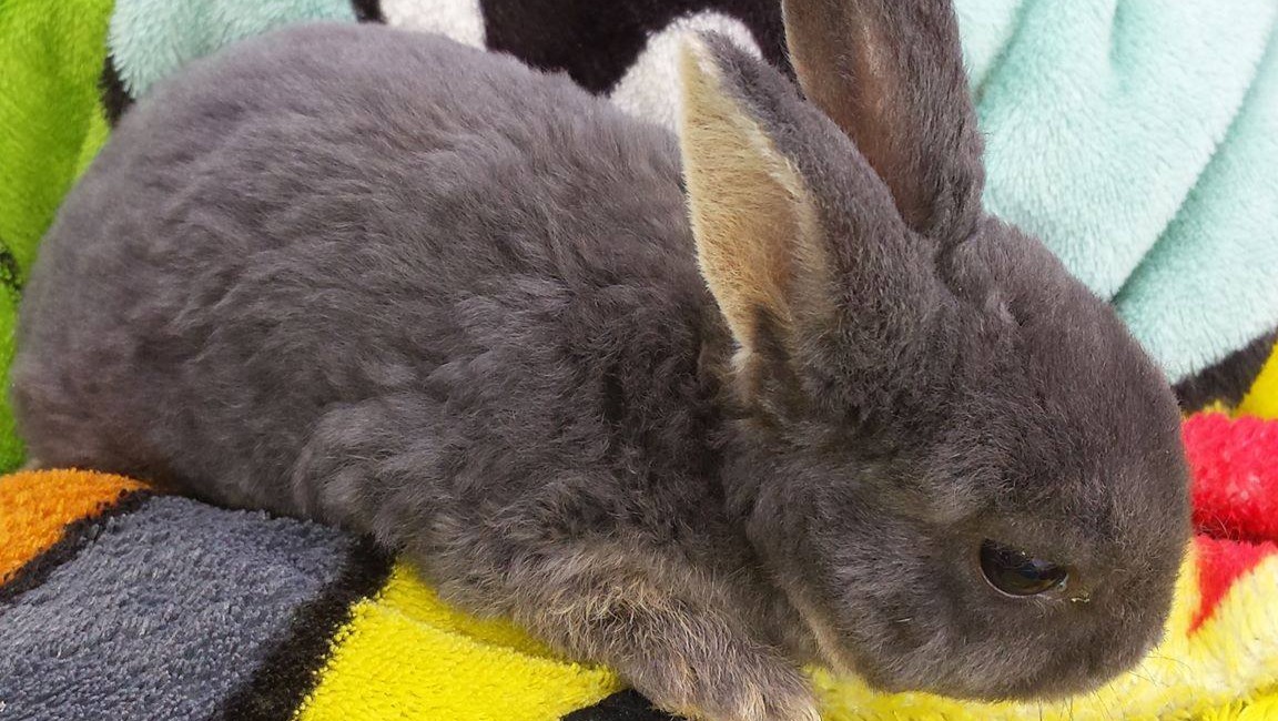 Fundraiser By Hanna Elizabeth Help A Pet Bunny In Dire Need