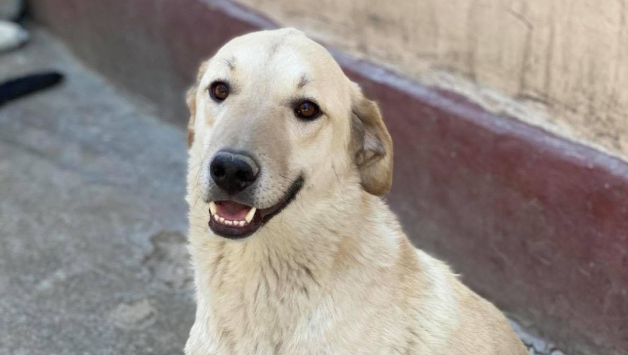 Fundraiser by Gina Soter Kabul Small Animal Rescue