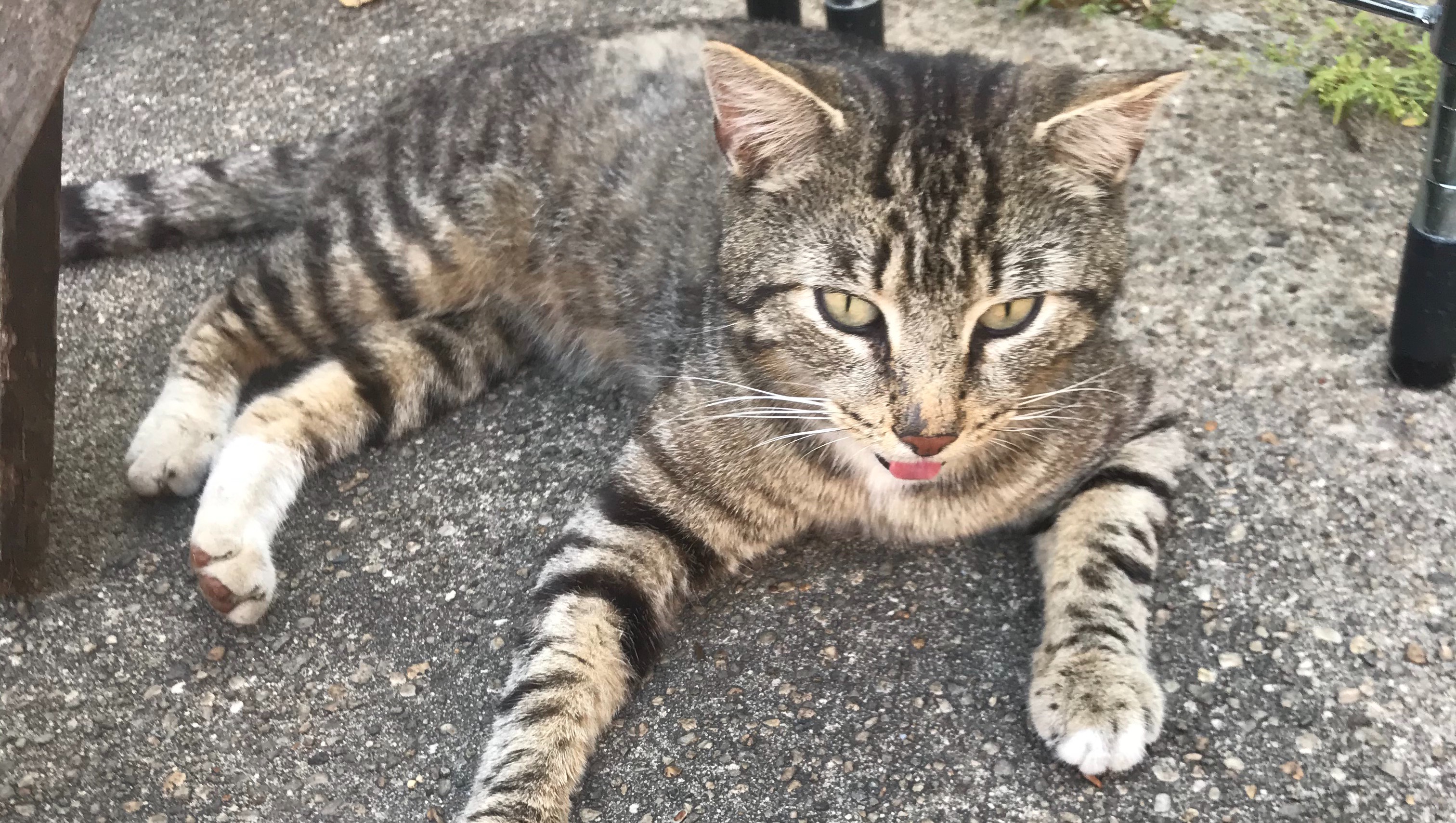 Fundraiser by Maribel Gil Emergency Rescue Friendly Colony Cat in