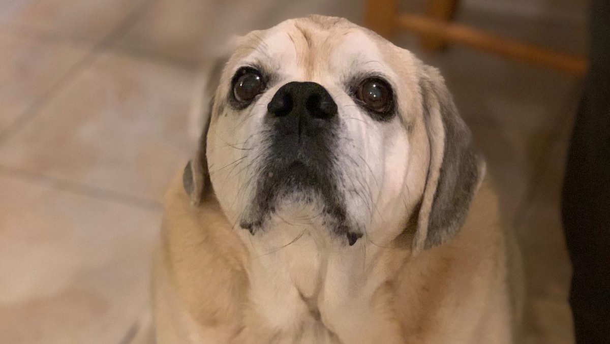 Fundraiser By Cheyenne Price Waddles Cancer Treatment fundraiser-by-cheyenne-price-waddles-cancer-treatment