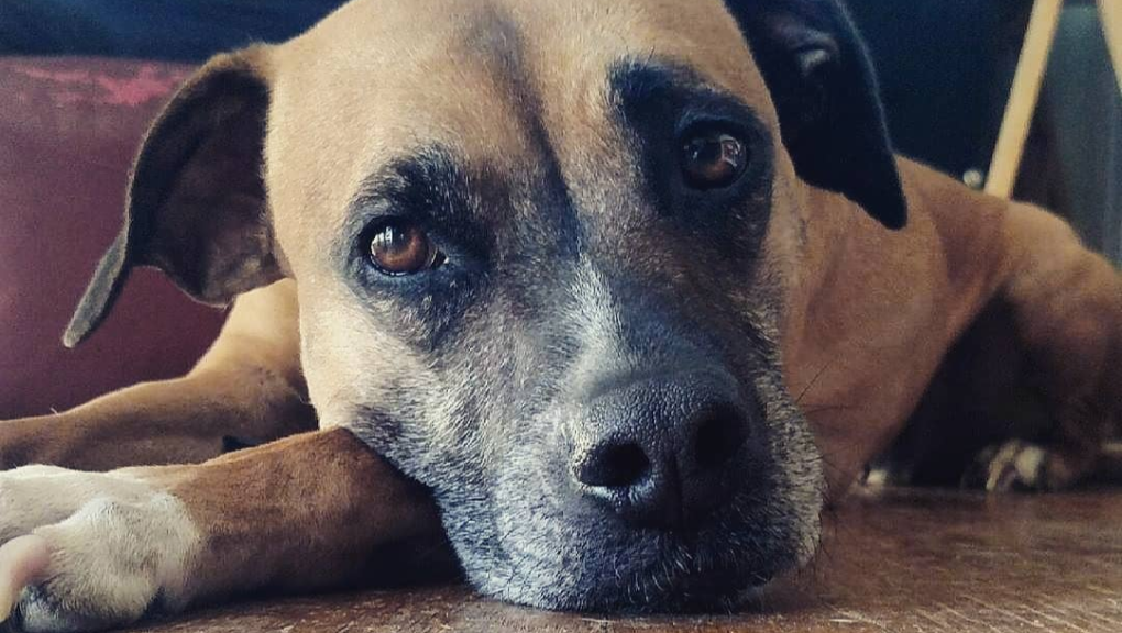 Mona's surgery photo