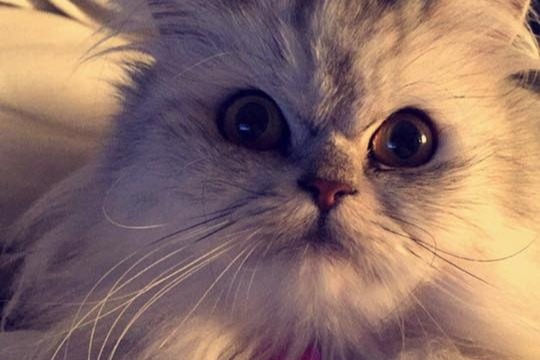 Fundraiser By Marjorie Bilodeau Aidez Nous A Sauver Ma Petite Mimi D Amour