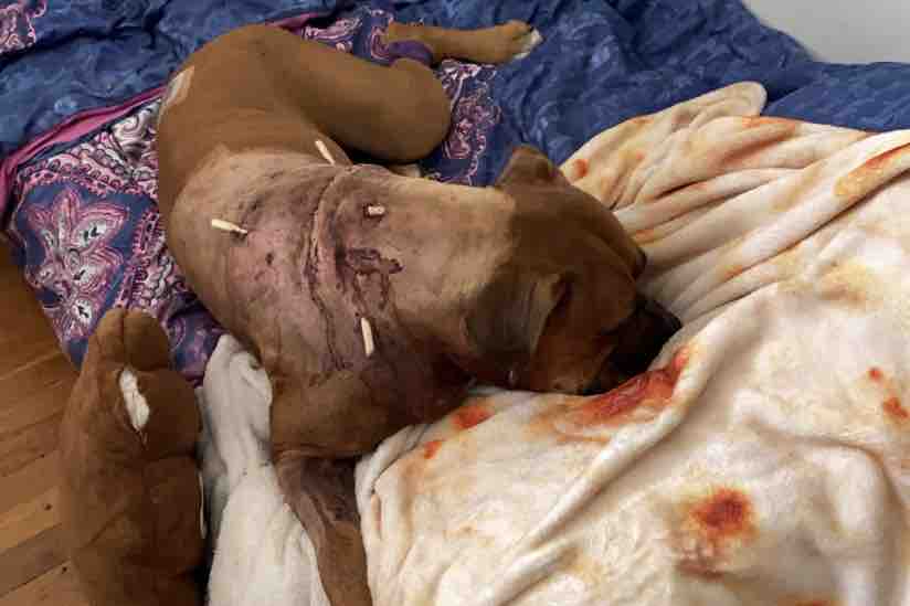 Chleo Surgery Bill photo
