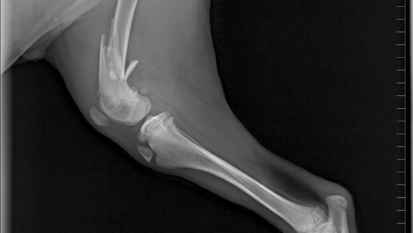 Fundraiser By Betsy Hicks Rudys Broken Leg