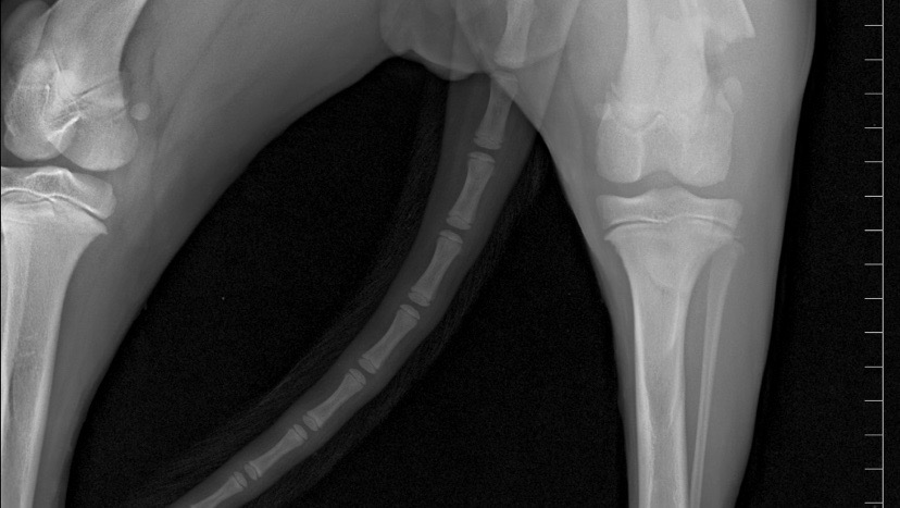 Fundraiser By Betsy Hicks Rudys Broken Leg