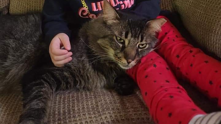 Surgery for Sampson photo