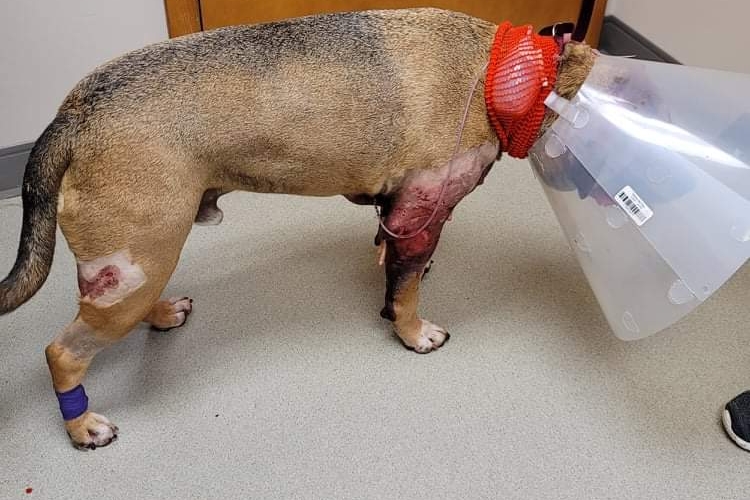 Help With Dustin's Vet Bills After Bobcat Attack pinned link photo