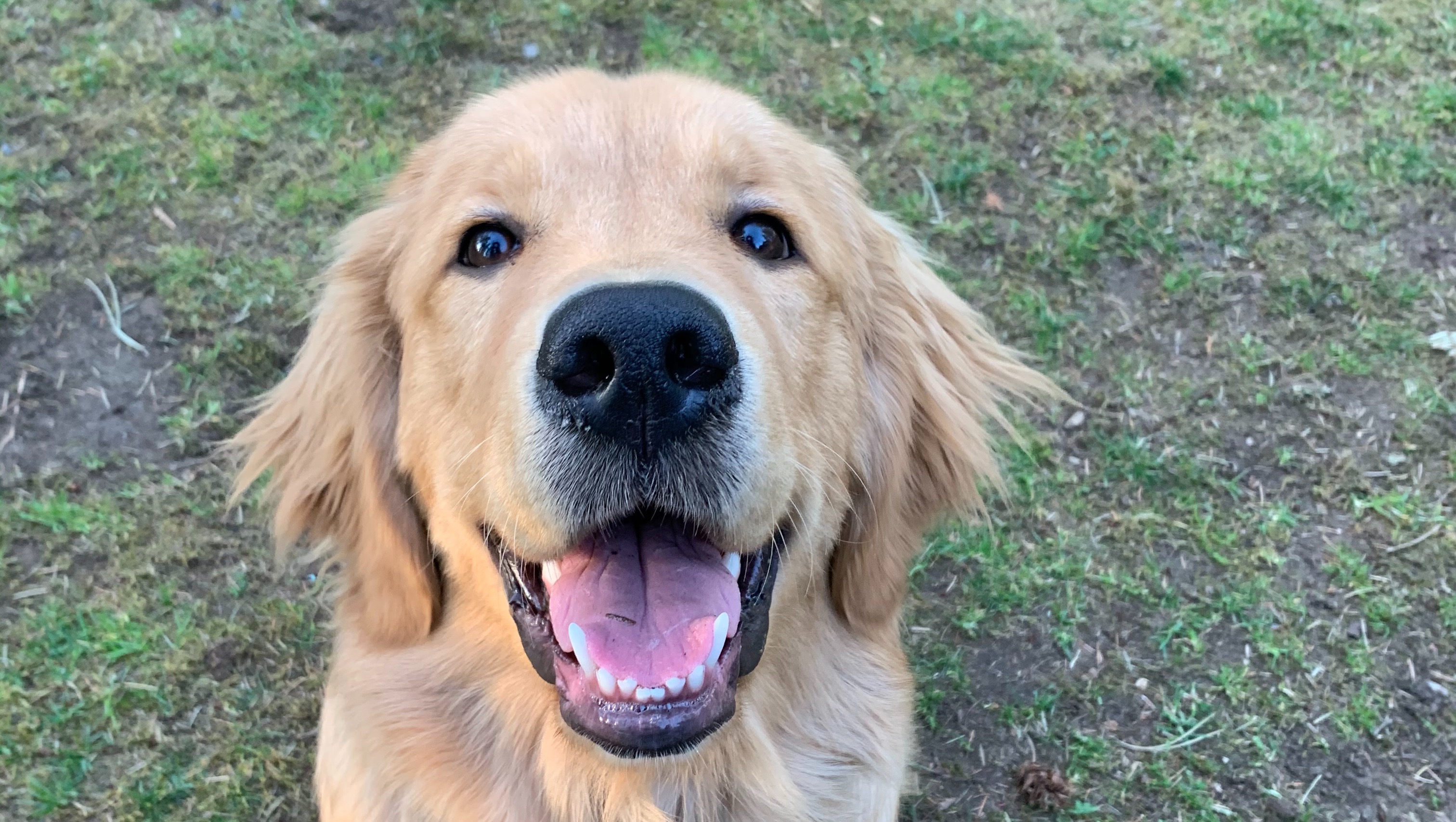 Help with Tuckers emergency vet bills photo