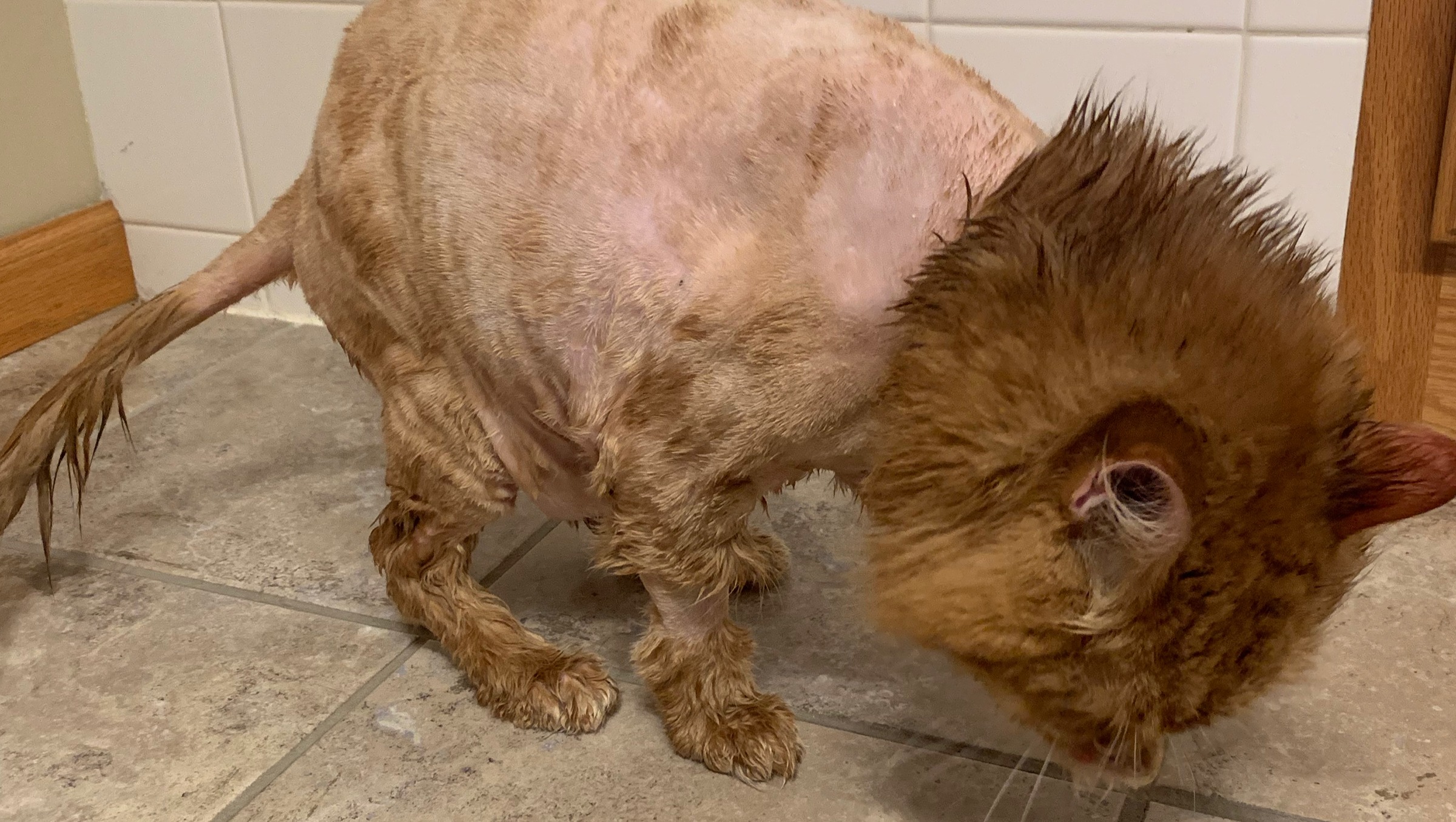 Fundraiser by Steffani Leifeld !THE MOST EXPENSIVE POOP EVER!