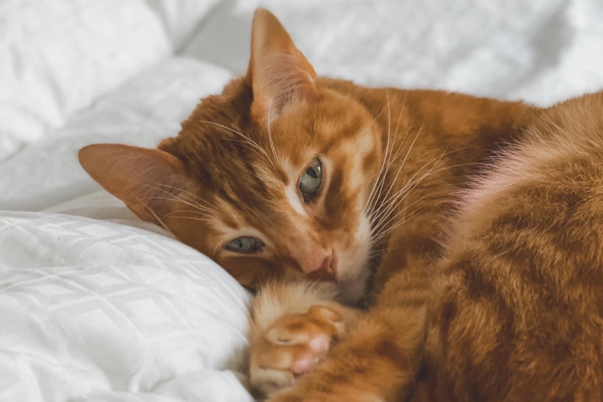 Saving Jango The Bengal photo