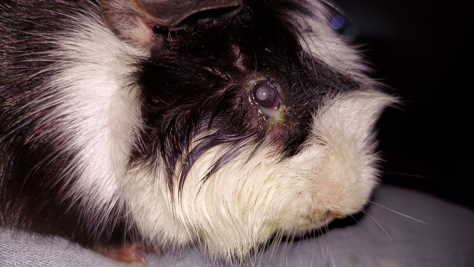 Fundraiser by Brooke Wilson Help fund my guinea pig's eye removal