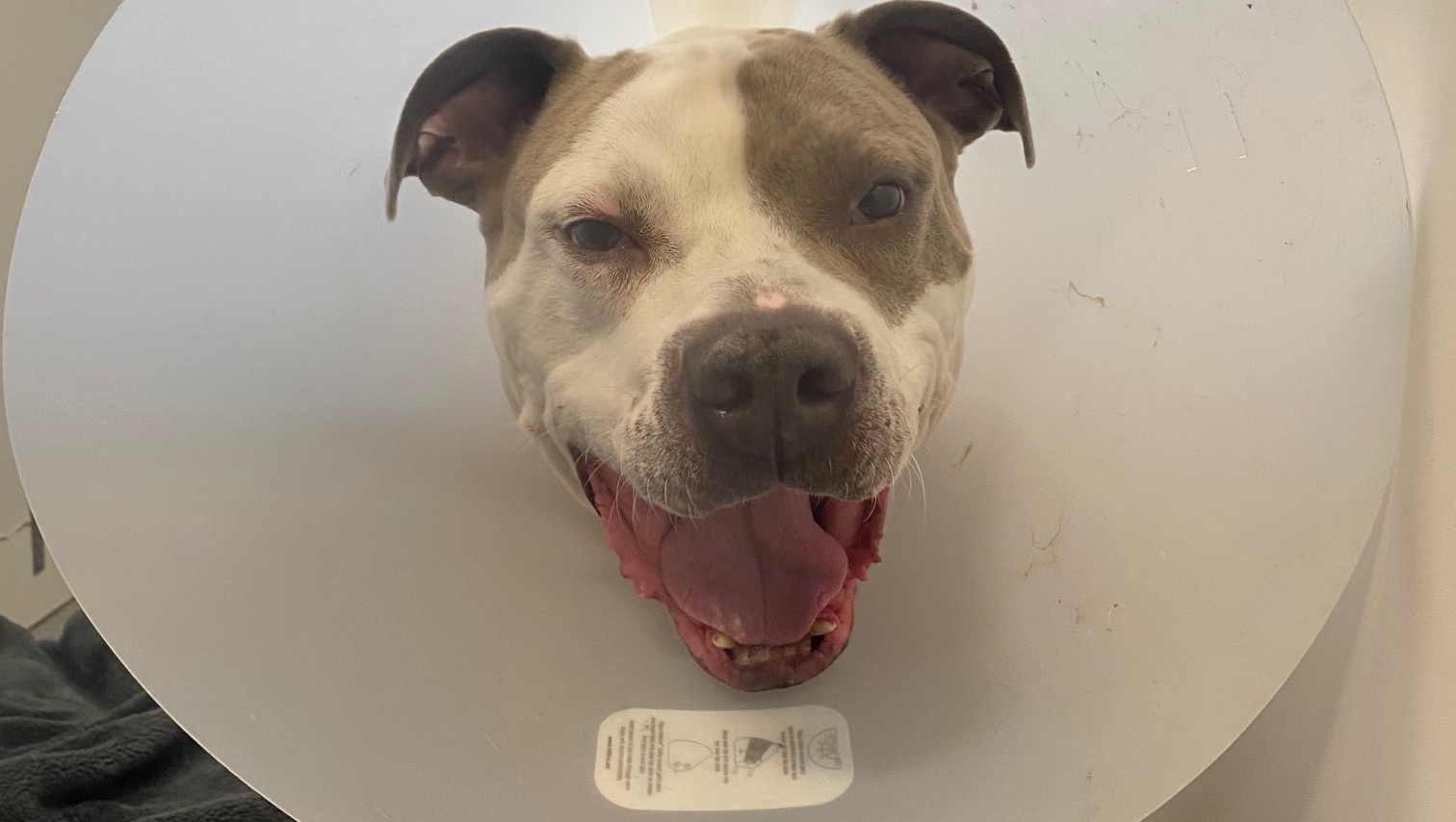 Please Help Harley Heal !!! photo