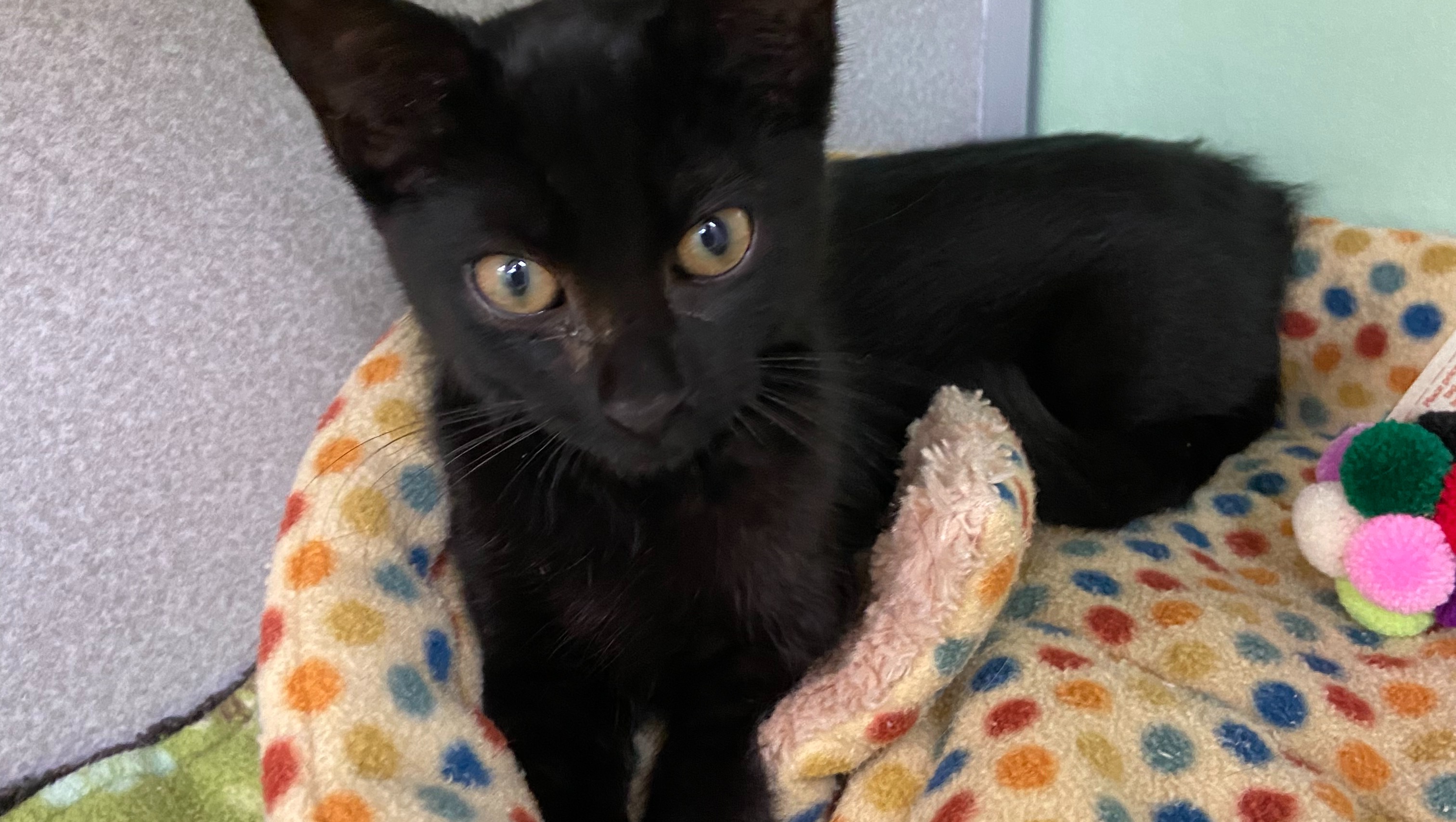 Topper’s Gift of Life photo