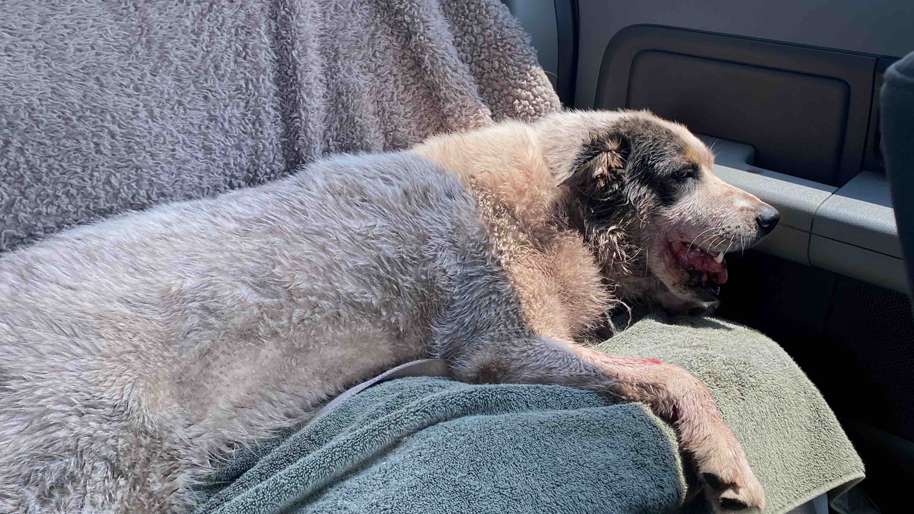 Fundraiser by Brooklyn BallewHill Help Ollies Vet Care